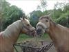Thumbnail of Photo Number 239