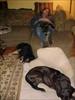 Thumbnail of Photo Number 248