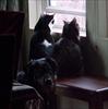 Thumbnail of Photo Number 263