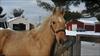 Thumbnail of Photo Number 270