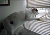 Thumbnail of Photo Number 335