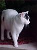 Thumbnail of Photo Number 336
