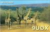 Thumbnail of Photo Number 480