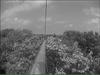 Thumbnail of Photo Number 800
