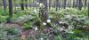 Thumbnail of Photo Number 993